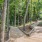 Walking Trail with boardwalk and trees
